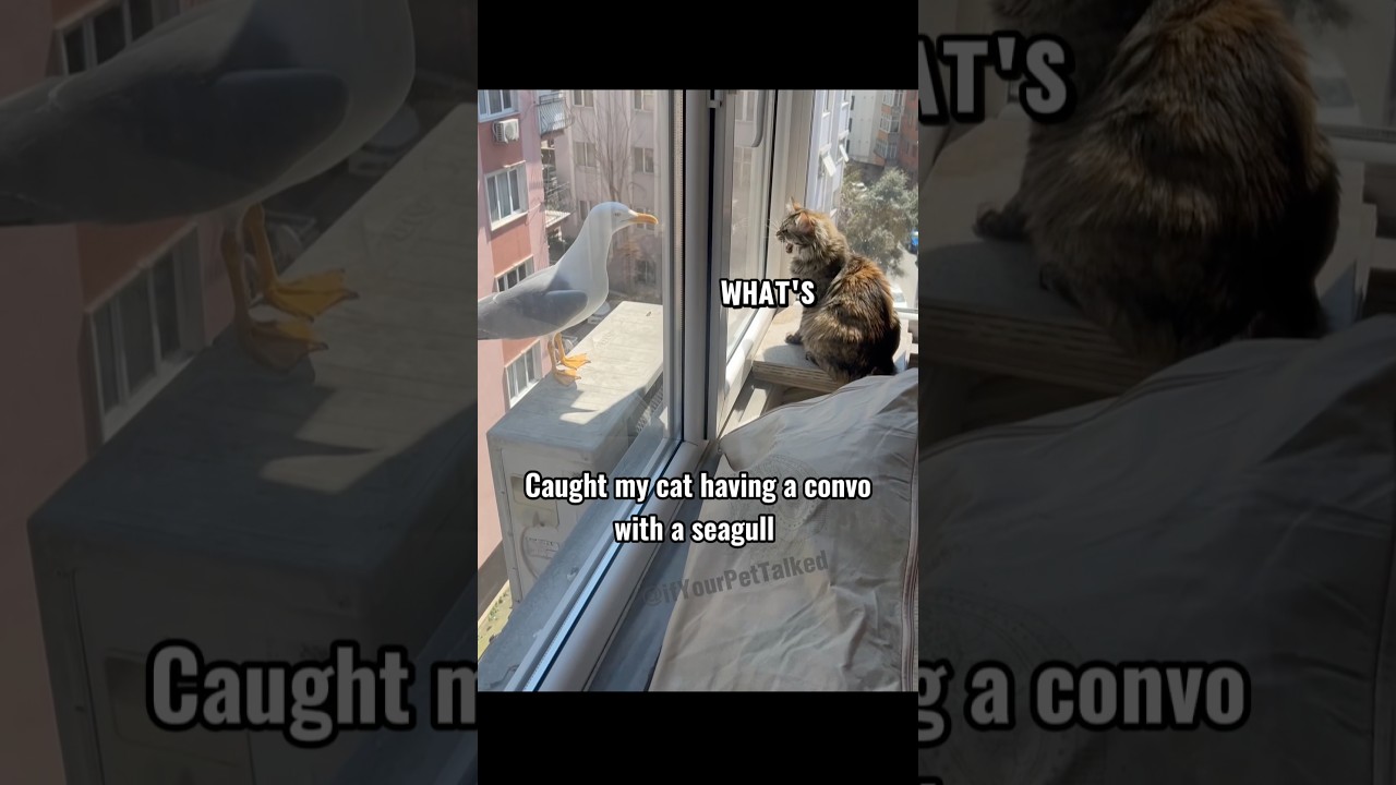 Cat exchanging pleasantries with seagull. #talkingcat #ifyourpettalked #pethumor #whatsyourname