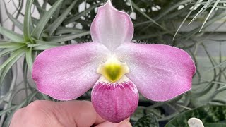 Paphiopedilum greenhouse - February 2024 here at #eliteorchids