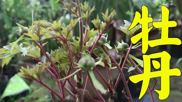 盆栽牡丹連年多開花的方法，值得收藏！【農家花嬸】 - 天天要聞