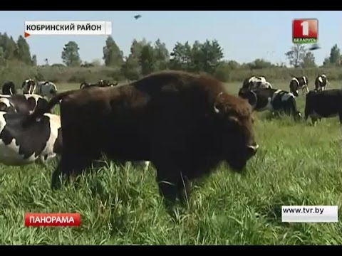 В Кобринском районе зубр прибился к стаду коров