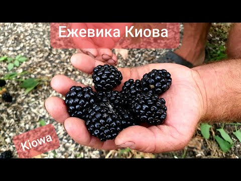 Один из самых крупных сортов летней ежевики. Ежевика Киова.Kiowa&#55357;&#56613;&#55357;&#56613;&#55357;&#56613;