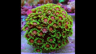 видео: «Рифовый Аквариум» Кальциевый Реактор. Часть 16 картинка: «Рифовый Аквариум» Кальциевый Реактор. Часть 16