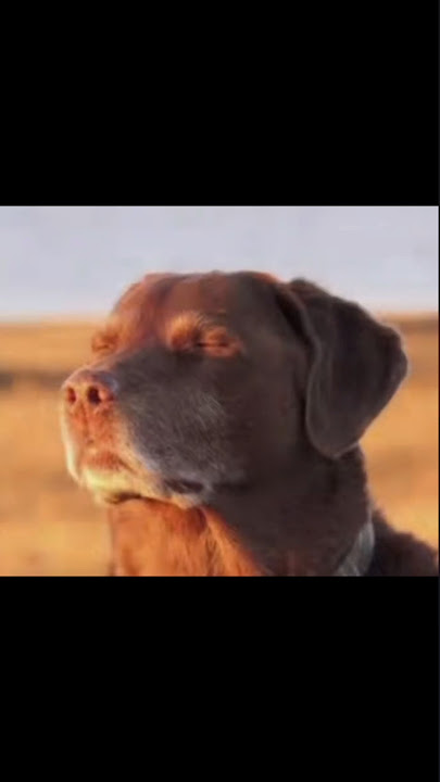 Dog meme closing eyes #letmeknow #meme #dog