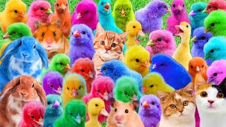 World Cute Chickens, Colorful Chickens, Rainbow Chickens, Cute Ducks, Cute cats, Rabbits,Animal cute