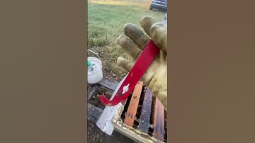 J Hook Hive Tool Review: Essential Tool for Beginner Beekeepers