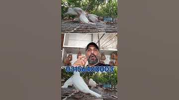 Fawn Java , Java Sparrow , Java Finch , Lovebird , White Java , Silver Java  #javasparrow #birds