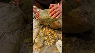 Oh, my God, This Man Found Gold Nuggets Inside Quartz Rock #golddiscovery #findinggold #goldnuggets