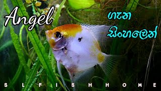 HOW TO CARE ANGELE FiSH.                          in Sinhala??.      [@slfishhome]