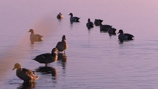 ОСЕННЯЯ ОХОТА НА УТКУ с подсадными и чучелами!!! Первый выезд в новый шалаш! Охота на утку 2021...