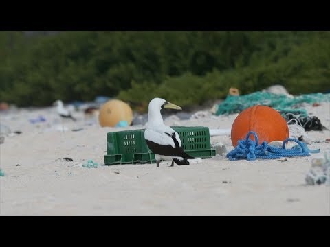 Plastic junk spawns desert island disaster in Pacific