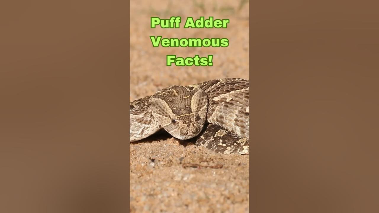 Fascinating Facts About Puff Adders snakes puffadder animals shorts