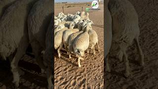 ضان حريات صنف الصنف عددها 51 ج/ 0534488397 #animal #youtube #camel #sheep