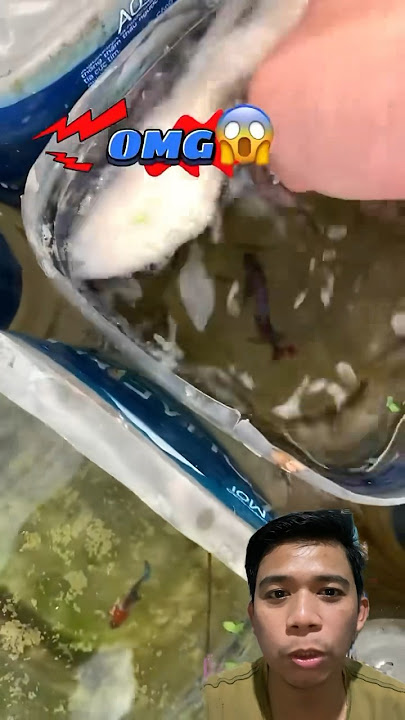 Ciri ikan cupang sudah bertelur banyak