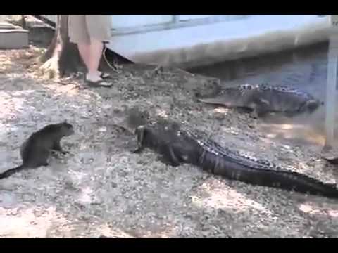 კატა \"აჩმორებს\" ნიანგს... მართლა \"აჩმორებს\" :D :D :D