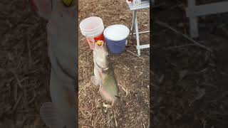 Winter Catfish caught off Carp bait