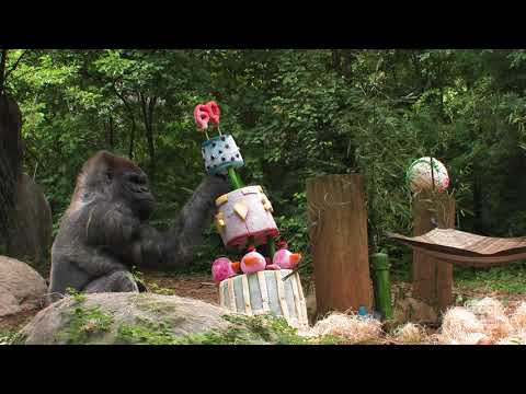 Video: Pet Scoop: Vecākais dzīvais vīriešu Gorilla Turns 52, Happy Ending bezpajumtniekiem