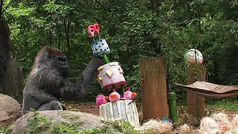 World’s oldest living male gorilla enjoys 60th birthday celebration