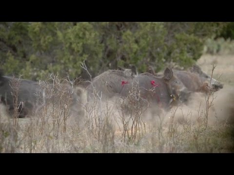 Pigman 2 Hog Kills With 1 Arrow Amazing Footage 