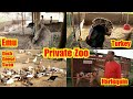 Private Zoo | SOOD FARM  | Emu , Turkey , Guinnea Fowl , Harlequin Great Dane,