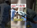 コブラに噛まれた象の危機！ 動物保護チームが迅速に救助！ #象 #コブラ #動物保護 #野生動物救助 #自然との共生共存
