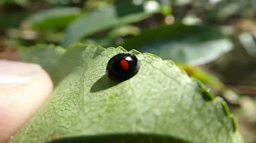 Kidney-spot Ladybird, Chilocorus renipustulatus, Woudenberg, U, the Netherlands, 16 Sept 2023