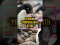 Penguins propose with a stone #shorts #penguin #animals #facts #love #nature #viral