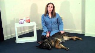 Intestinal Parasites in Dogs