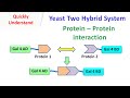 Yeast two hybrid system  protein  protein interaction