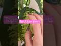 Super tingly tapping on plants #asmr #asmrshorts #asmrshortvideo #viral #lofi #fyp #relax