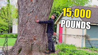 Massive Silver Maple Removal in Downtown Madison