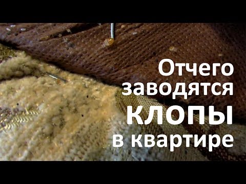 Отчего заводятся клопы в квартире