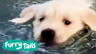 Cute Golden Retriever Puppies Enjoy Their First Swim | Furry Tails