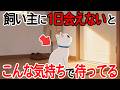 猫は飼い主に会えないと寂しい?それとも〇〇?【猫雑学】