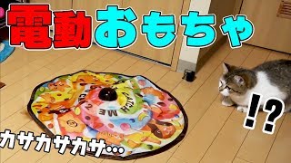【猫】勝手に遊べる電動おもちゃを買い与えてみた結果【MOYA／モヤ】