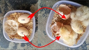 How to hatch eggs at home without incubator 100 % | sunlight incubator | sunlight egg hatching