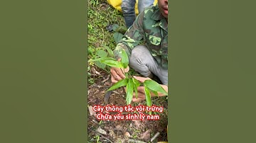 Vô sinh hiếm muộn yếu sinh lý nam dùng ngay cây đạm trúc diệp này. #sinhlýnam #sinhlý #yeusinhly