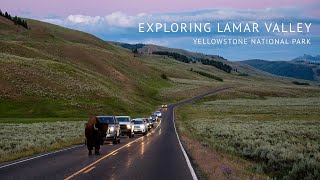 Exploring Lamar Valley in Yellowstone at dusk - WILDLIFE!