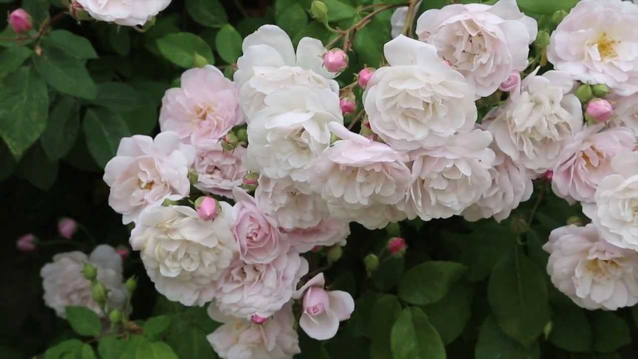 La Rosa de Pitimini, planta del mes de Mayo en la Alhambra - thptnganamst.edu.vn