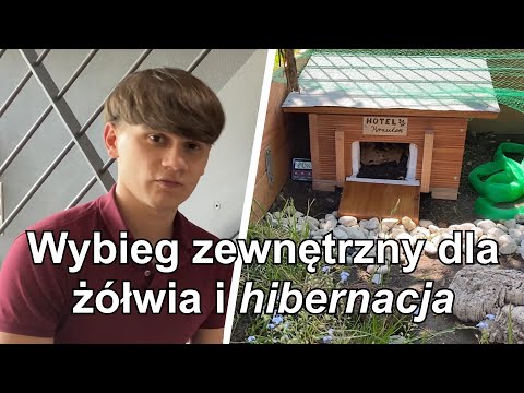 Wideo: Żółw Żółw Pieszy