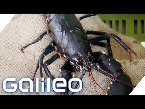 Video: Die besten Orte, um Hummer in Maine zu essen