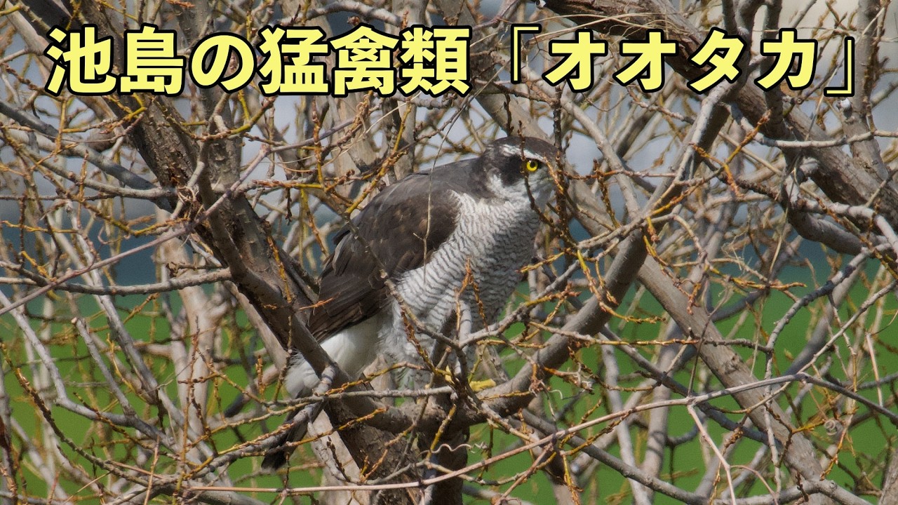 池島の猛禽類「オオタカ」 - YouTube