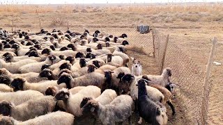 В Песках Каракума Отарные Собаки - Aboriginal Dogs Alabai Turkmenistan
