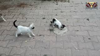 The Secret World of Cats : Cute Kittens Putting Their Feet in Hole .
