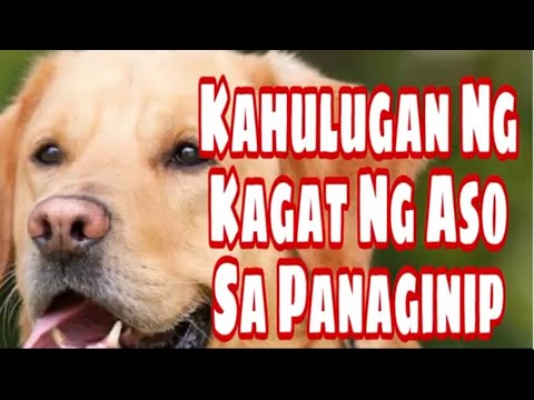 KAHULUGAN NG KAGAT NG ASO SA PANAGINIP | GIO AND GWEN LUCK AND MONEY CHANNEL