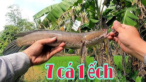 CÂU CÁ LÓC NHỬ NHỬ CÁ TO TÁP LIỀN | quốc toản fishing | snakehead fishing