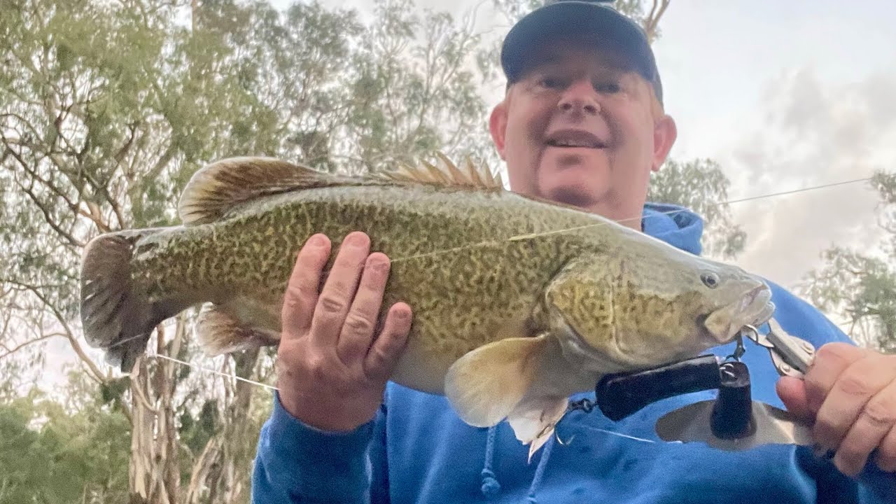 Murray Cod fishing, quick solo session on the Edward River - YouTube