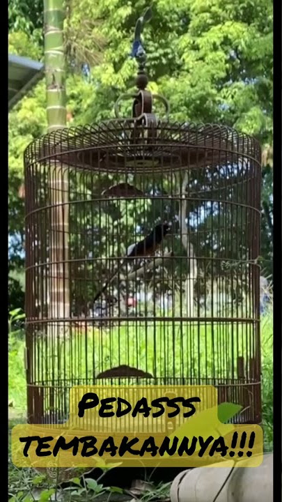 Murai batu nembak parkit sambung lovebird #gacor #shorts  #short #shortsvideo  #muraibatu