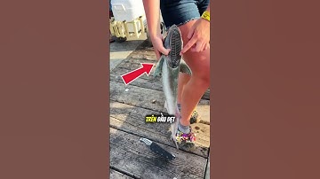 liệu rằng loài cá này có khả năng hút năng lượng các sinh vật khác