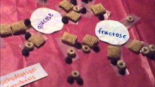 Cierras Biomed Stop Motion Macromolecules Project