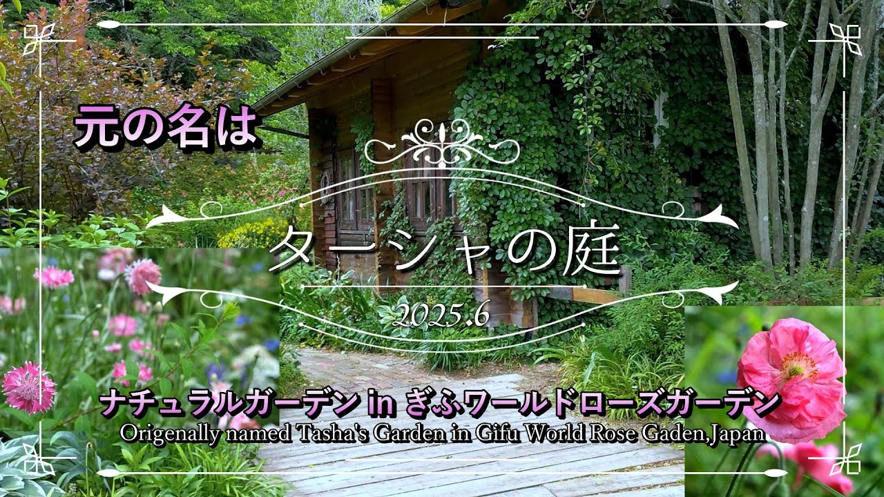 Tasha Tudor｜元ターシャの庭｜ヒナゲシとレースフラワーが揺れる6月